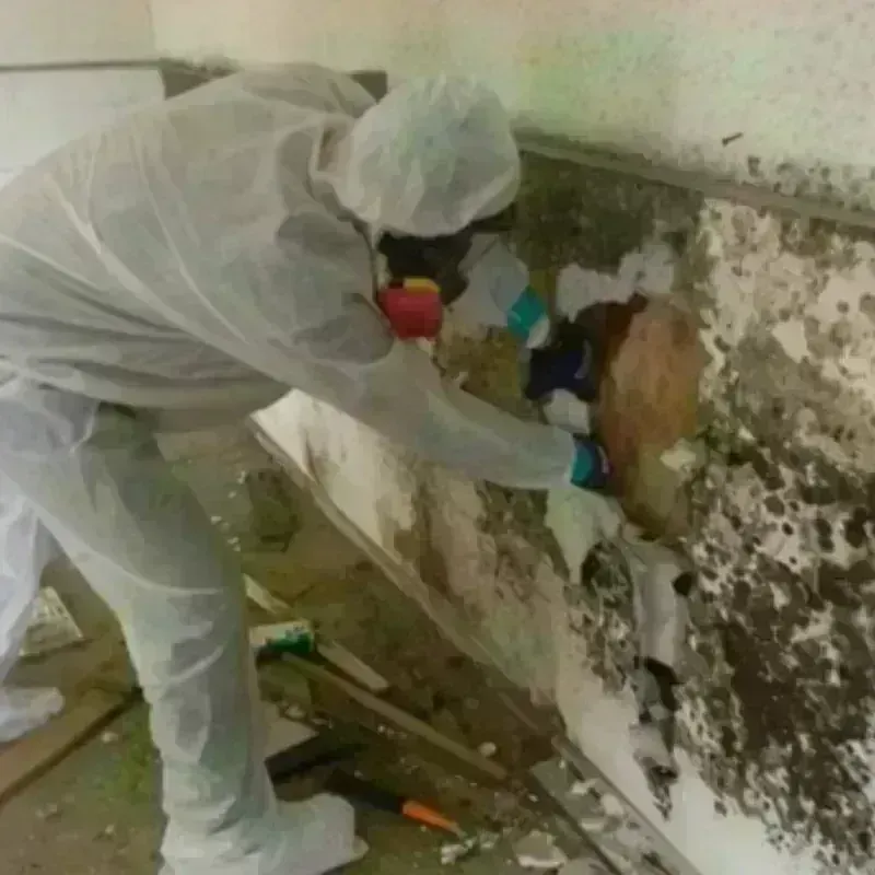 Mold Remediation and Removal in Walker Mill, MD